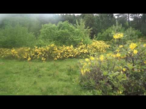 Pastwiska z azaliami na Kaukazie