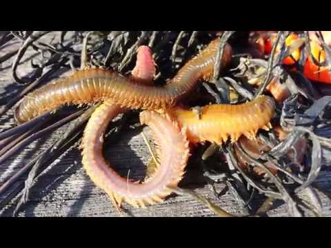 Moon Song DID IS DEAD live @ KALX