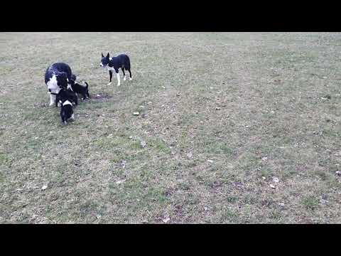 K-Wurf erster Ausflug 🥰