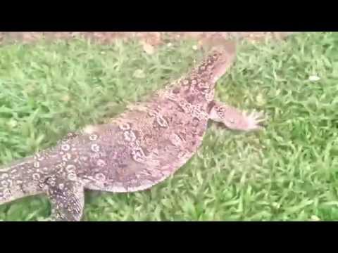 you see animal -82 : being up close and personal with a canny monitor lizard