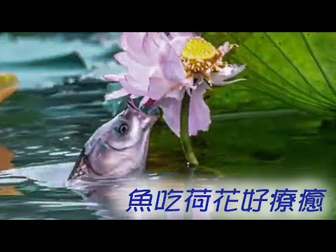 荷花魚寓意