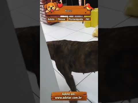 Vídeo de Kora