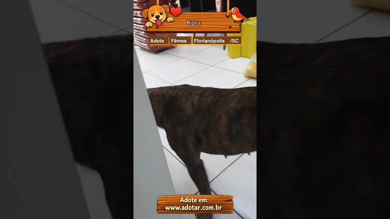 Cachorro raça SRD-ViraLata idade 3 anos nome Kora