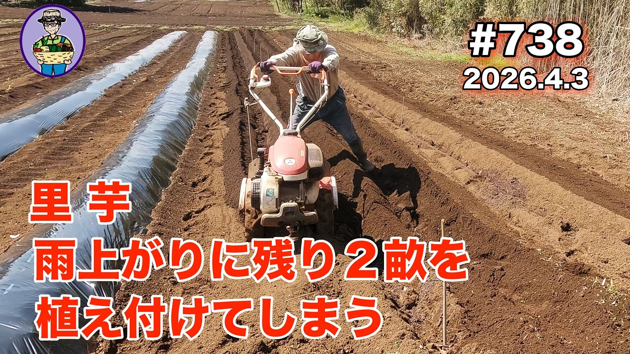 【里芋】 第738話、やっと晴れました。体力を振り絞って残っている２畝に里芋を植え付ける。#オーガニック栽培 #家庭菜園 #農業VLOG