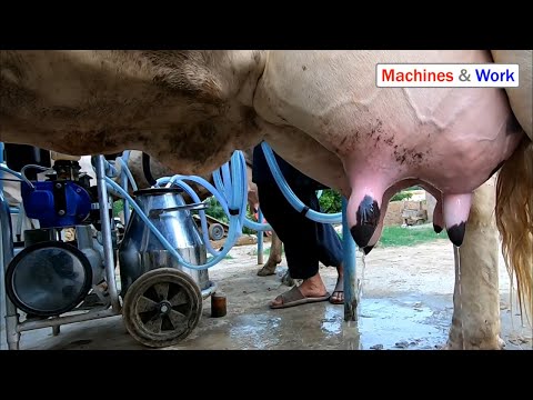 Dual Cow Milking Machine – Milk Two Cows at Once
