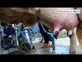 How to milk | Cow milking machine | Milk the cow