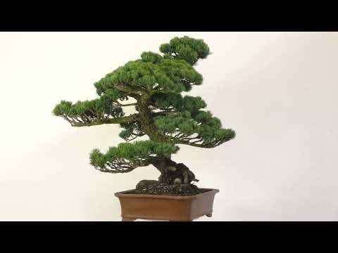 Japanische Mädchenkiefer, Bonsai, 60 Jahre, 104cm, OPINPAR601-06