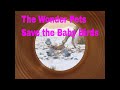 The Wonder Pets Save The Baby Birds
