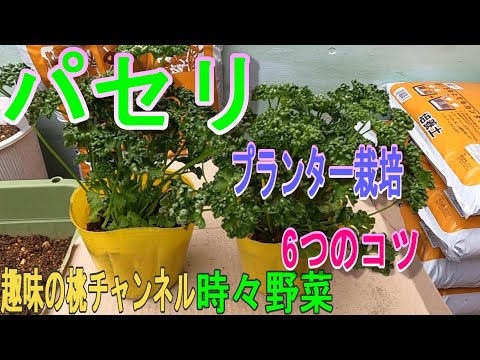 園芸 平葉パセリ
