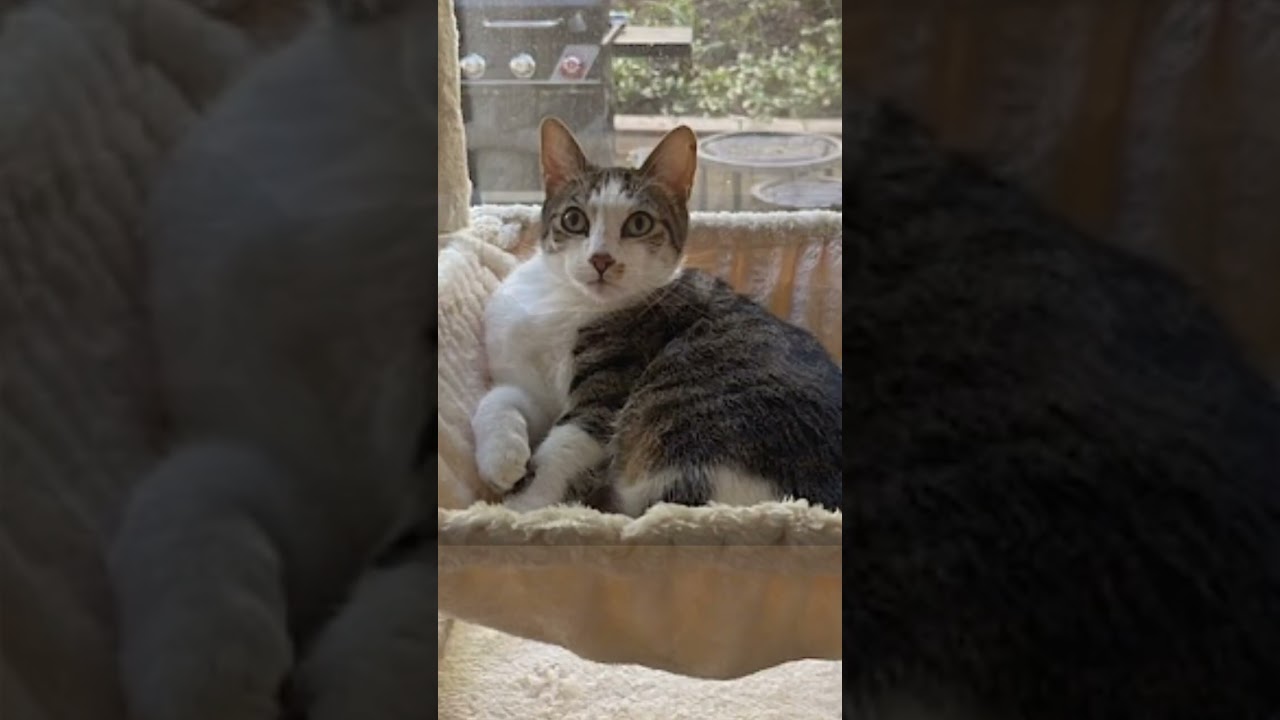Enlarge Daisy and Duke, a Adoptable Domestic Short Hair in Aliso Viejo, CA video 6/6