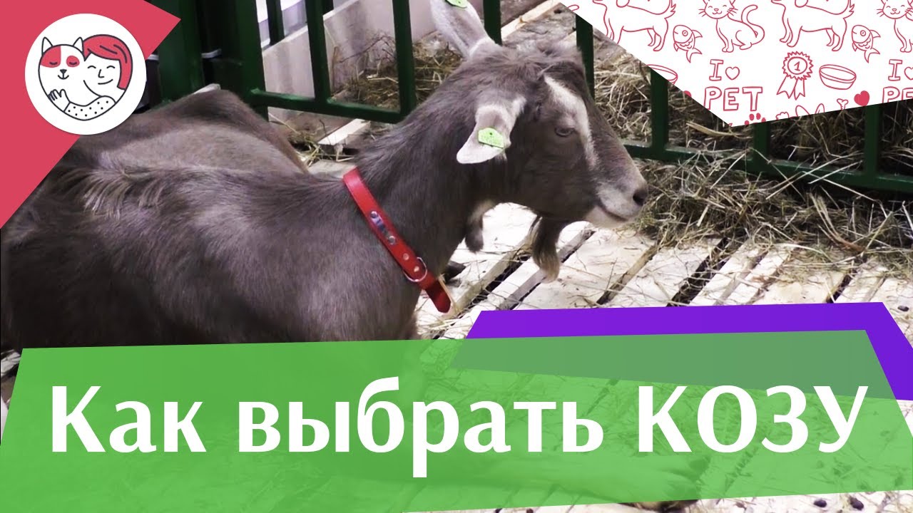 4 правила выбора козы на ilikepet