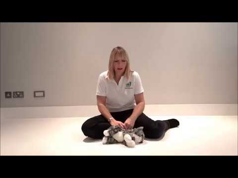 Cat Unconscious: What to Do | First Aid for Pets