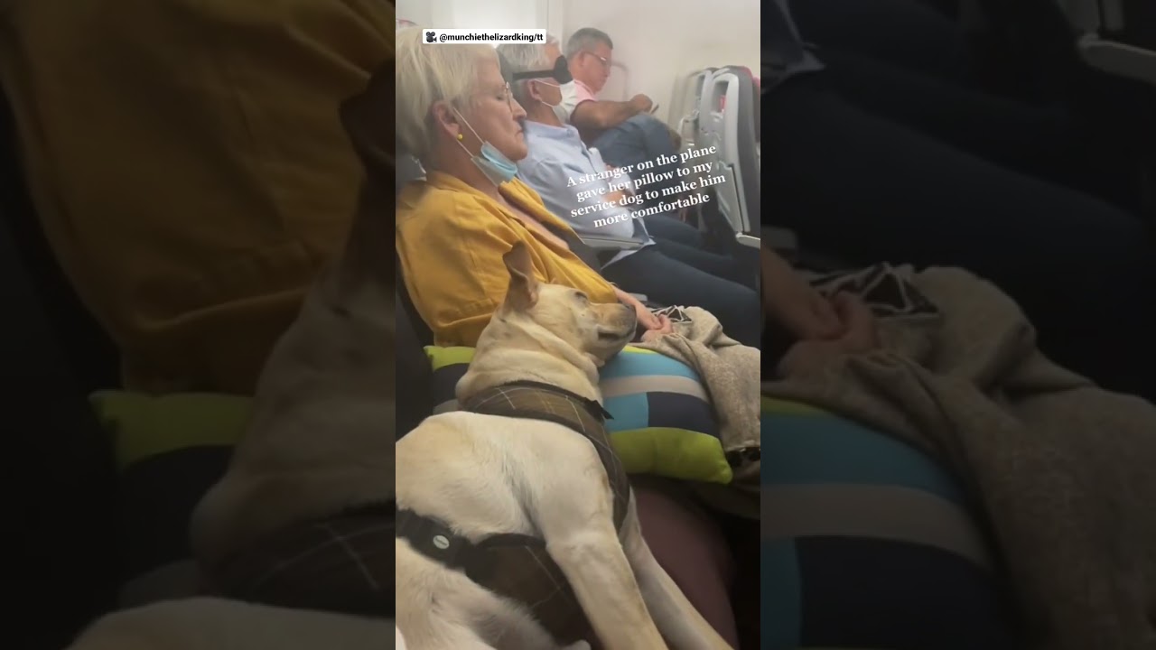 Stranger gives service dog her pillow on airplane to make him more comfortable ❤️❤️
