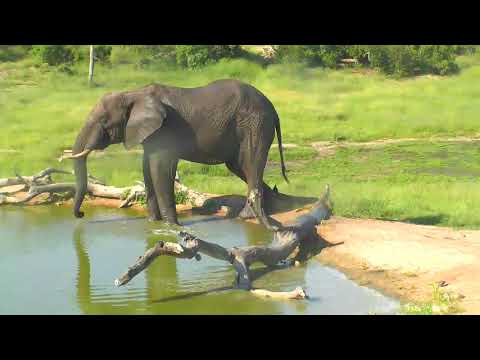 Djuma: Lone Elephant bull enjoying a cool drink and cool down - 16:03 - 02/28/19