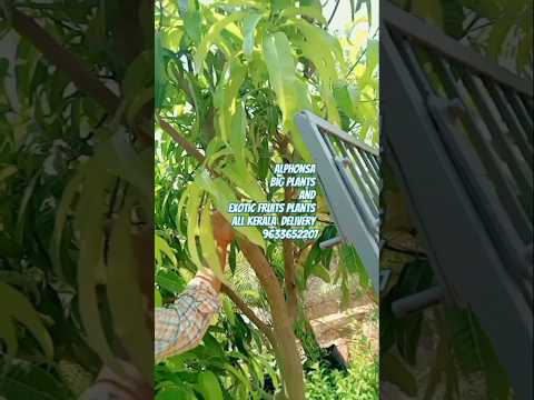 #Alphonsa mango #big tree #sale 9633652207#mango shorts vedeo #