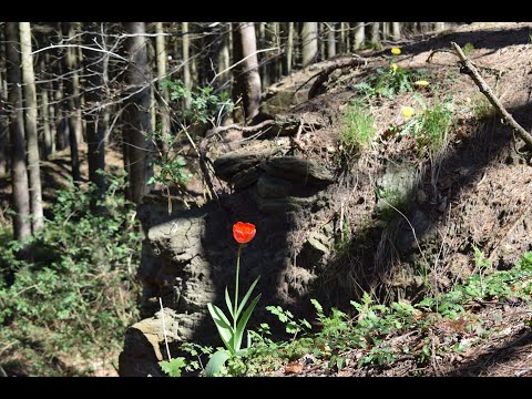 Ravijn - Veldhuis en Kemper (English Cover) | by Martijn Buijvoets