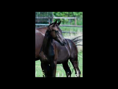 SOLD !!! *****- Stutfohlen von Kjento - Finest