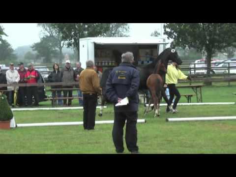 Sudweyher Fohlenschau 2011 - Kat.-Nr. 36: Stutfohlen v. Barclay - Royal Blend - Depardieu