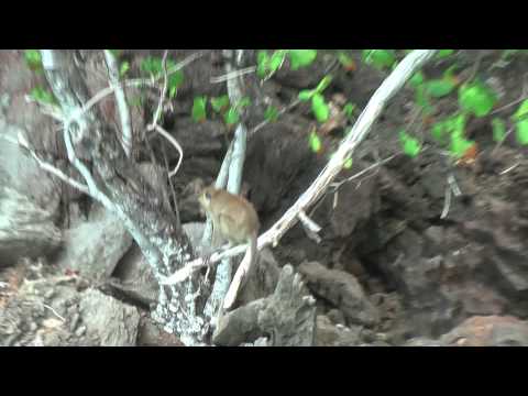 Monkey beach at Yong Kasem Bay, Koh Phi Phi Don
