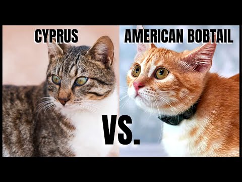 Cyprus Cat VS. American Bobtail Cat