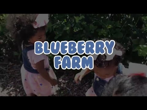 ABC Cuzzins “Visit a Blueberry Farm” Episode 6