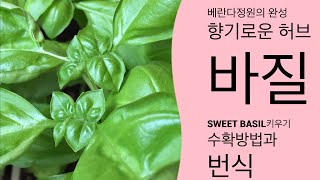 바질키우기 | 스위트바질 수확방법 | 허브키우기 | 바질 가지치기 | 순지르기