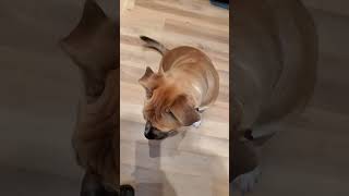 Video preview image #1 Bull-Boxer Puppy For Sale in Crystal, MN, USA