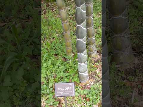 プライバシーヘッジに適した竹の種類は何ですか?非追跡種トップ5！  庭園