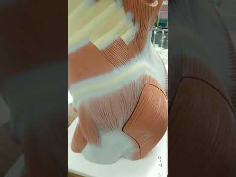 Muscles that move the thigh / hip