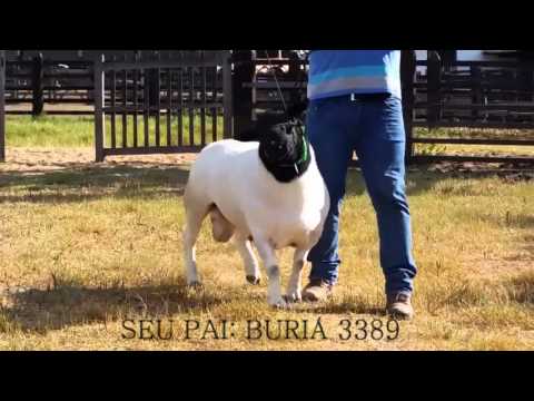 BURIÁ DJANGO 4987 - ARREMATE PECUÁRIO