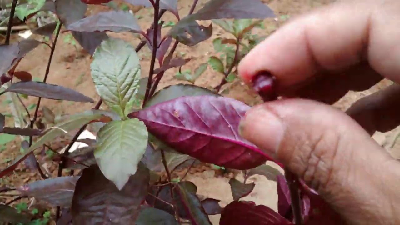 Terramicina: benefícios e o cuidado com plantas parecidas