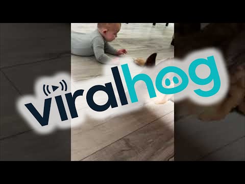 Nervous Dog Gives New Baby a Kiss || ViralHog