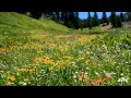 Der Morgige Tag Ist Mein (HQ) 