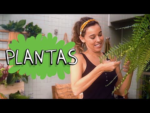 PLANTAS