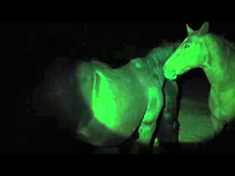 Eine Herbstnacht im Paddock Trail