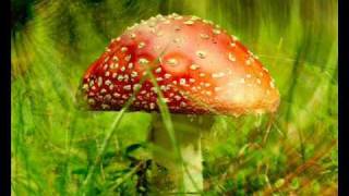 infected mushroom blink