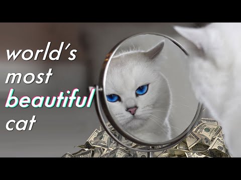 Meet The Highest Paid Cat In The World