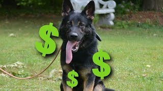 How to sell high value Protection Dogs