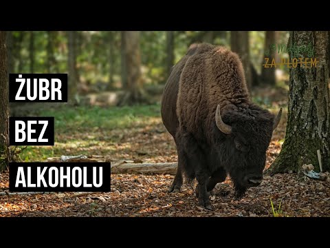 Żubry w Białowieży po godzinach - Matylda na Podlasiu