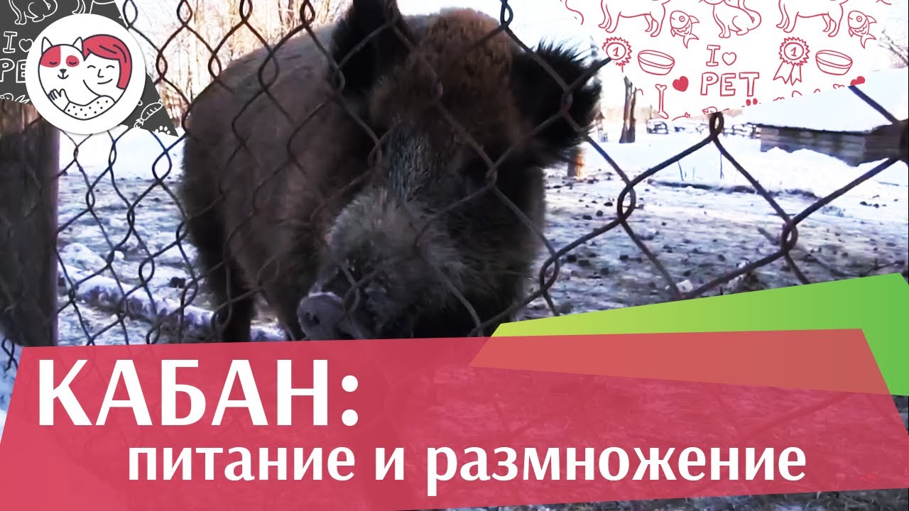 Кабан Питание и размножение на ilikepet