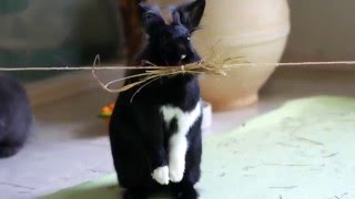 Rikka and Yui Enjoying a Sophisticated Meal