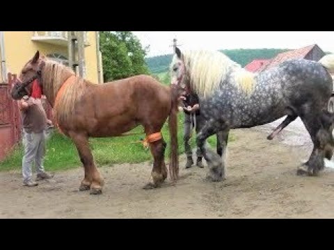 Horsesmating