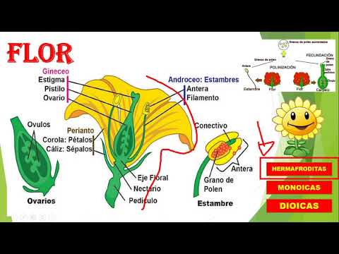 Organología vegetal II