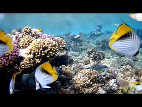 2016 novemer Marsa Alam