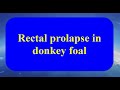 Signs Of Rectal Prolapse In Donkey Foal Prolapsus Rectal Prolapso Rectal Rektumprolaps