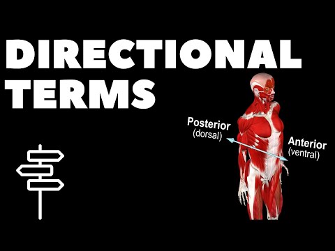 Anatomical Terminology - Directional Terms