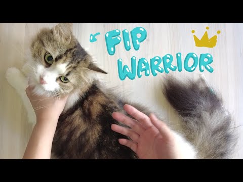 How to inject FIP cat with GS441524 | Feline Infectious Peritonitis (FIP)