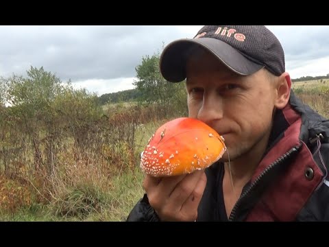 З'їв Червоний Мухомор і полетів