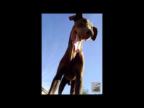 JIZZ O.M.G. FT. DELAMATA - FEKAFE ASSASSINS (PROD. QUOTE)