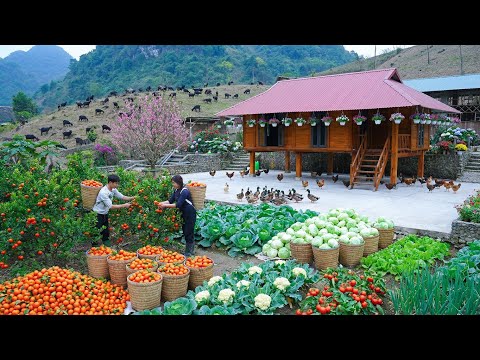You Won’t Believe This 😳 | Chaotic Harvest of Cabbage & Oranges SOLD OUT + Stunning Home Makeover!
